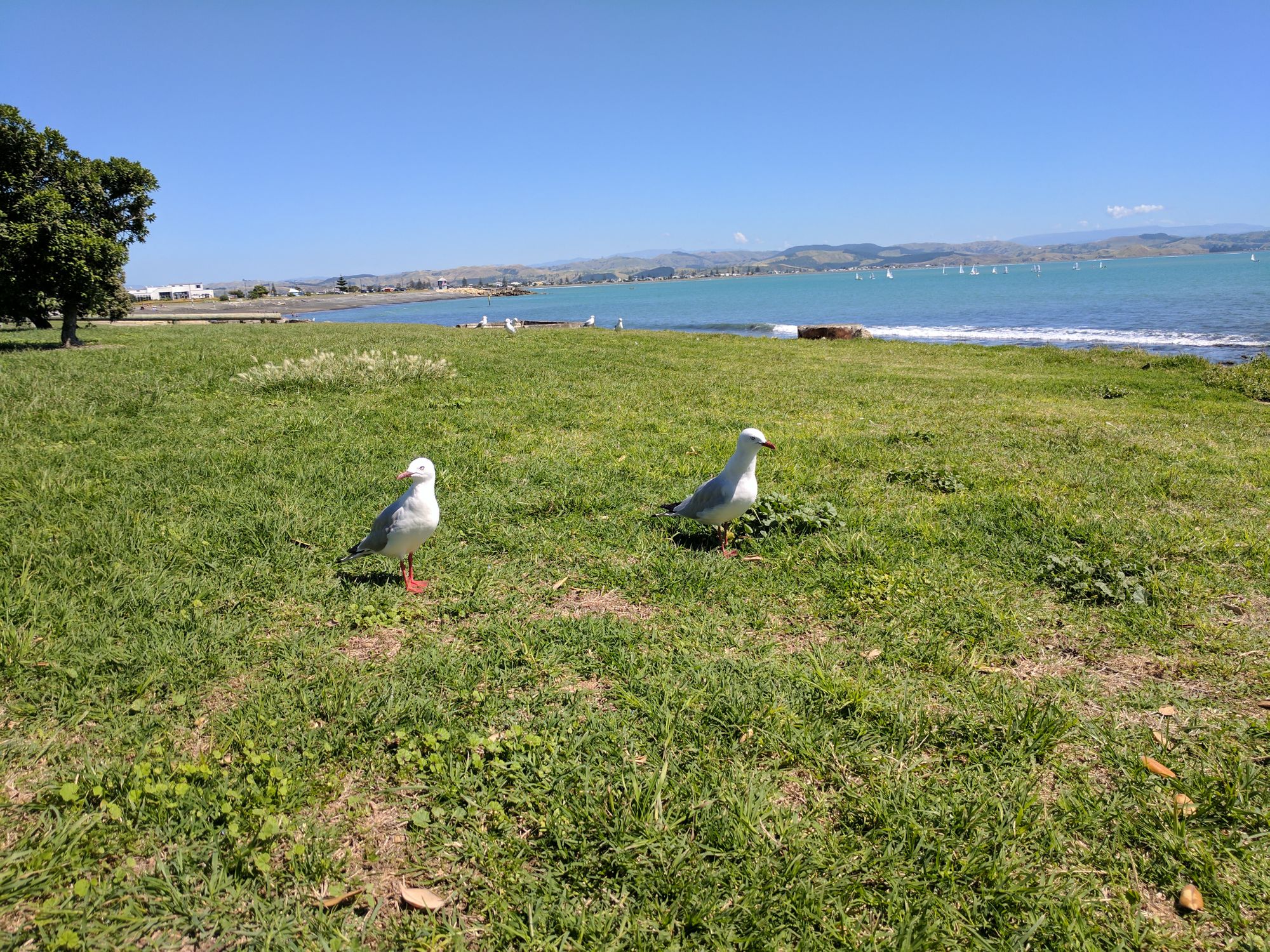 Sun, Seagulls, and Optimist boats at Ahuriri Beach in Hawke&rsquo;s Bay